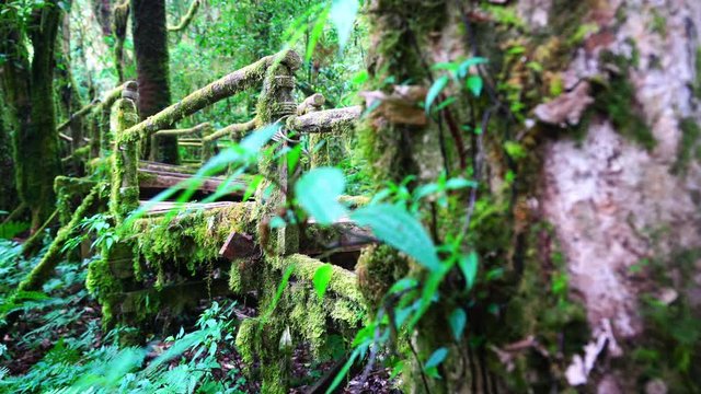 Nature trail in forest. Ang ka nature trail in Doi Inthanon national park , Chiang mai , Thailand.
