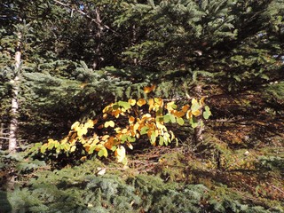 automne a Matane