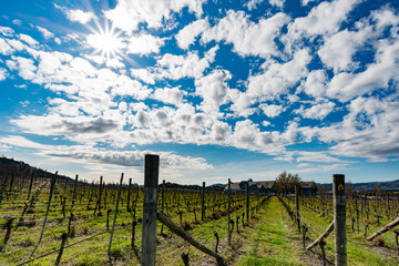 Sun shinning over a Tasmanian Vineyard