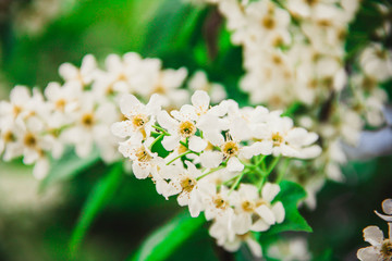 Plants and flowers
