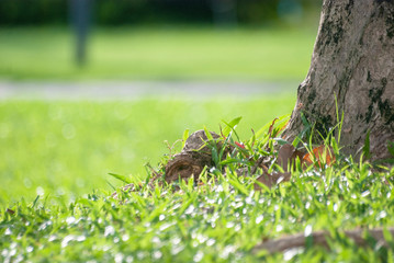 Trees with blurred lawn pattern background