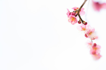 梅の花　白背景