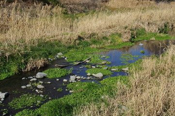 冬の小川