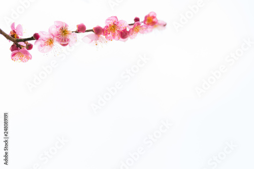 梅の花 白背景 Wall Mural Wallpaper Murals Wallsheaven Kozo