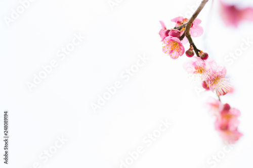 梅の花 白背景 Wall Mural Wallpaper Murals Wallsheaven Kozo