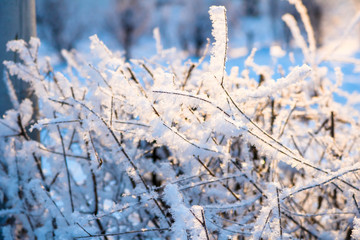 Winter landscape. Winter in the city