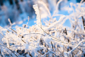 Winter landscape. Winter in the city