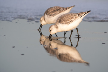 Sandpiper Duet