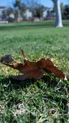 Fototapeta premium brown fallen leaf