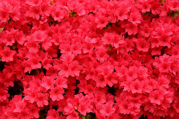 サツキ　赤い花