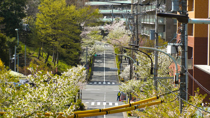 TAMA CITY,  TOKYO,  JAPAN - CIRCA APRIL 2018 : Scenery of CHERRY BLOSSOMS in RESIDENTIAL AREA at TAMA CITY area.