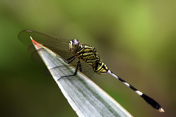 dragonfly on leaf
