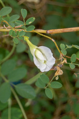 white flower from garden