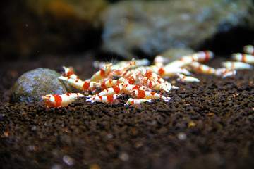 Red Bee Shrimp (Caridina cantonensis) Color selective Captive breed from Wild Bee Shrimp