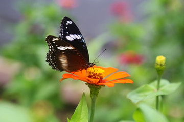 Naklejka na ściany i meble beautiful flower with butterfly