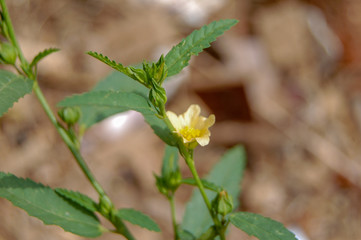 small yellow flower