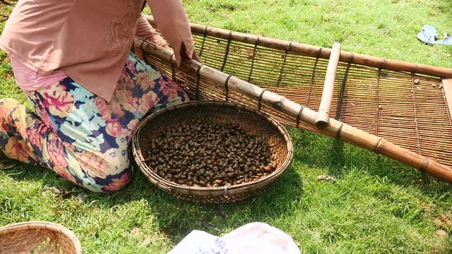 Close-up of a fisher putting clams in a bamboo basket 