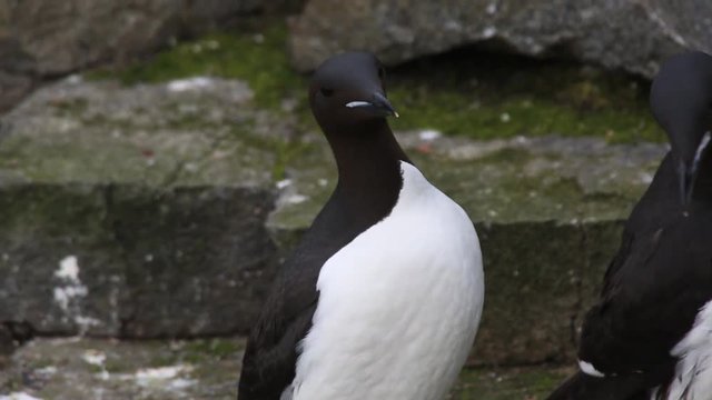 Brunnich's guillemots (Uria lomvia) on ledge, Antarctica