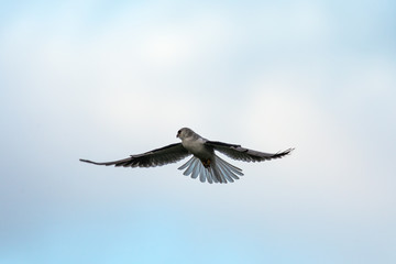 Very close view of a white-tailed kite flying in the wild