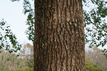 Fototapeta premium クスノキの樹皮