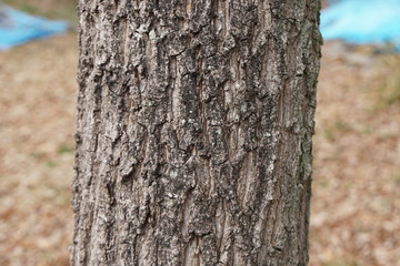 クヌギの樹皮