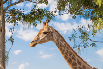 Giraffe in the zoo, head and neck of giraffe
