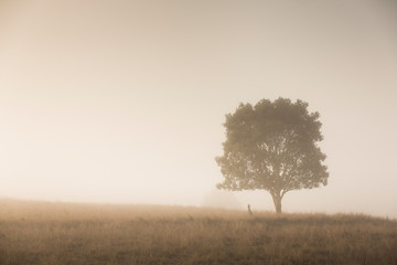 Kangaroo sitting under a tree in fog, Queensland