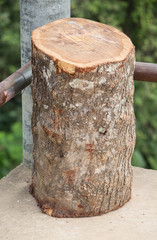 Fototapeta premium Small log on the ground