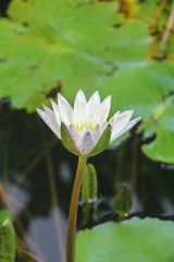 A beautiful white lotus in the pond