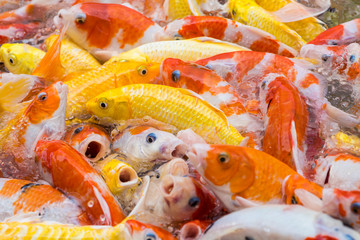 Obraz na płótnie Canvas Colourful fish carp in the pond