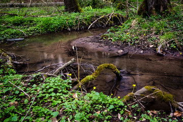water stream on meadow woods forest spring