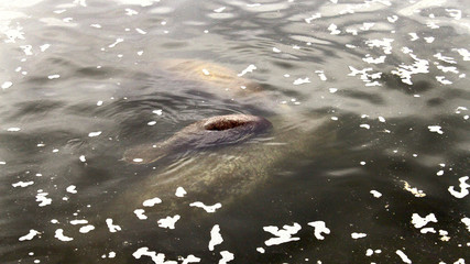Manatees swimming with baby calf on top  in a river in Florida