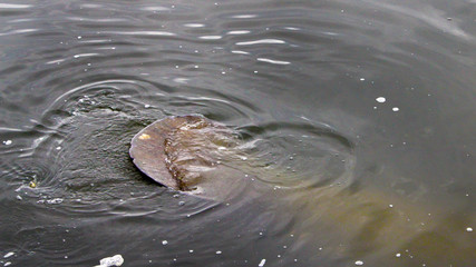 Manatees tail swimming on top  in a river in Florida