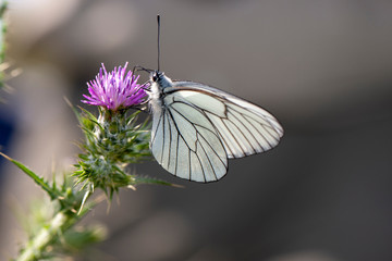 Flowering hawthorn butterfly