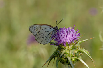 Flowering hawthorn butterfly