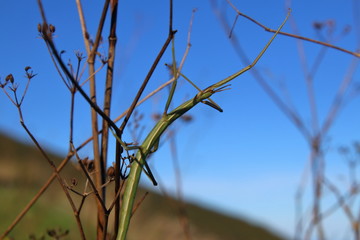 stick insect