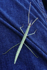 stick insect