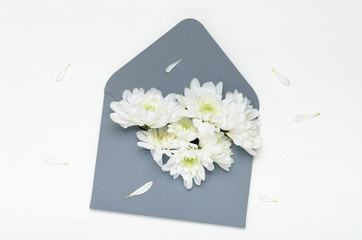White flowers of a chrysanthemum in a blue envelope on a white background. Spring congratulation gift. Top view, flat lay