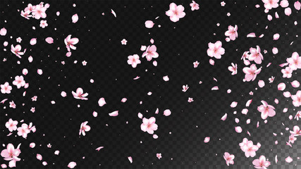 Nice Sakura Blossom Isolated Vector. Watercolor Blowing 3d Petals Wedding Pattern. Japanese Bokeh Flowers Illustration. Valentine, Mother's Day Summer Nice Sakura Blossom Isolated on Black