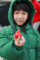 Asian little girl happy with strawberry tasting fresh in strawberry farm,Travel to Korea