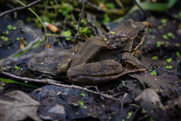 frog sitting on floor waiting to jump