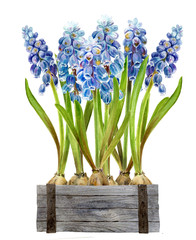 Muscari in a wooden box. Spring card with primroses, watercolor painting. Botanical illustration.