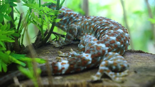 Tokay gecko resting in a tree close up. The tokay gecko (Gekko gecko) is a nocturnal arboreal gecko in the genus Gekko.