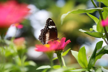 beautiful flower with butterfly