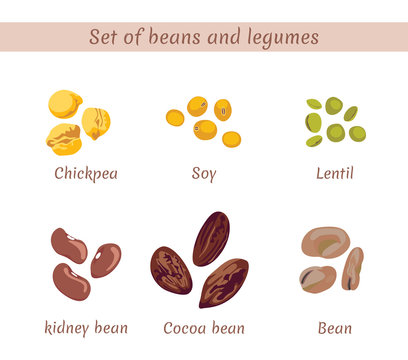 Set of beans and legumes. Chickpeas, soybeans, lentils, kidney beans, cocoa beans, beans isolated on white background. Vector flat illustration.