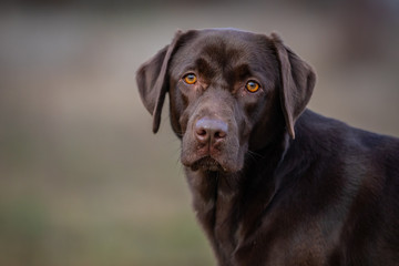 Portrait of a Chocolate Labrador Retriever