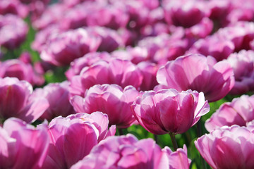 Obraz premium Pink tulip field 