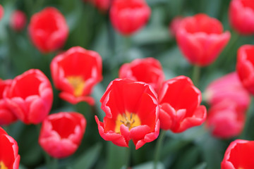 Vatiétés de tulipes rouge