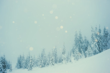 Snowfall in winter misty forest