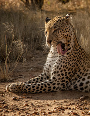Profile of a leopard licking his own face